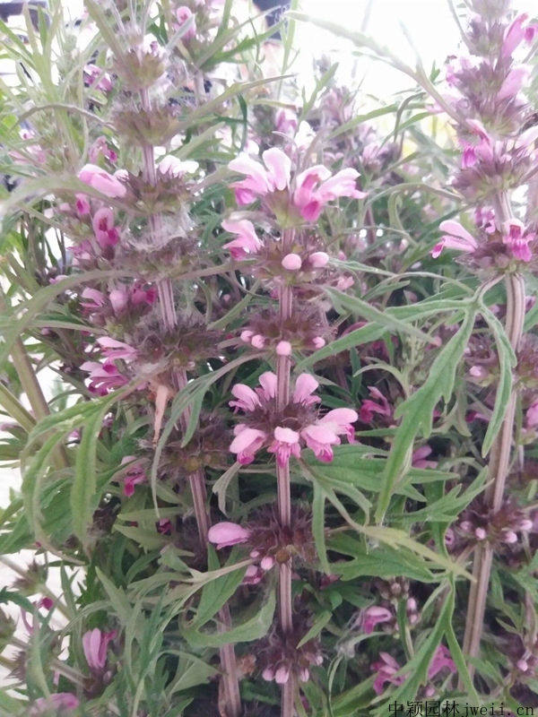 益母草10.jpg