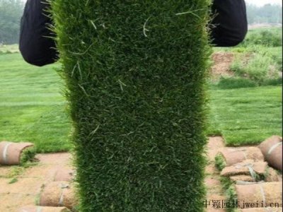 黑麥草籽種植需要注意什么？