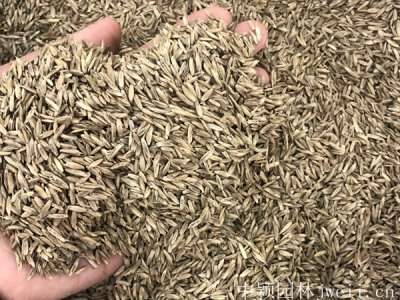 黑麥草籽發芽溫度是多少？
