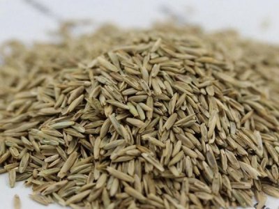黑麥草籽播種幾天后發芽？