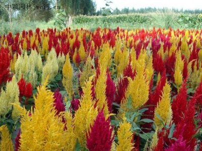 雞冠花播種后多久發芽？