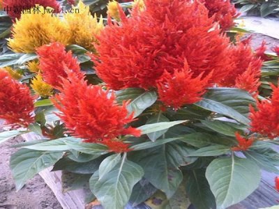 雞冠花幾月份種？