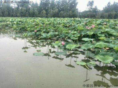 荷花苗