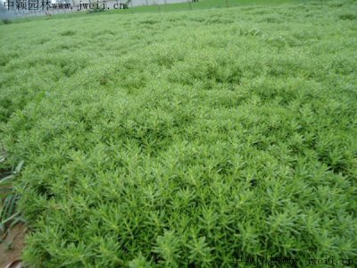 佛甲草什么時候栽植比較好？