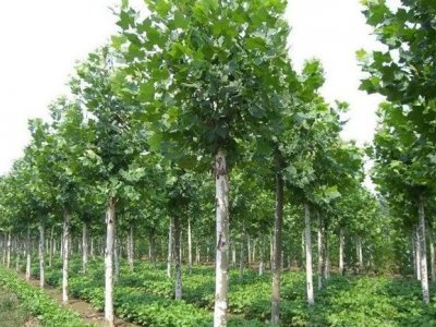法桐什么時候栽植比較好？