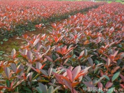 石楠常用的規格有哪些？