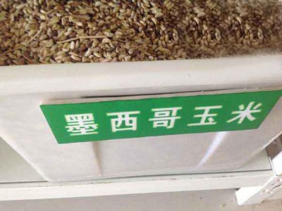 墨西哥玉米草畝產量是多少？