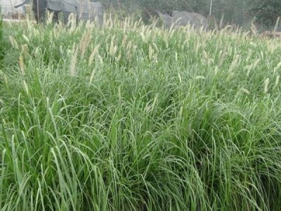 狗尾草可以在南方種植嗎？