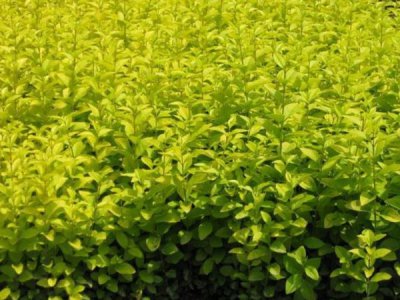 金葉女貞種子可以種植嗎？