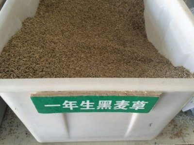 一年生黑麥草介紹