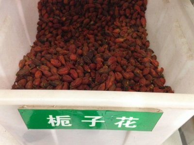 梔子花種子價格哪里最便宜？