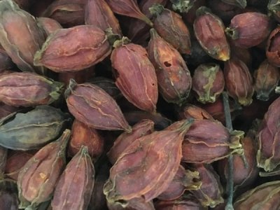 梔子花種子什么時間成熟？