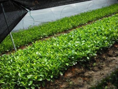茉莉花和梔子花的區別？