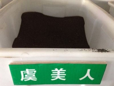 陰涼地可以種虞美人嗎？