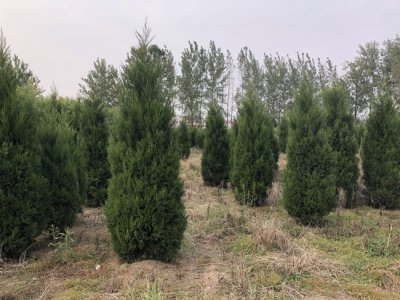蜀檜多少錢一棵，哪里有賣的