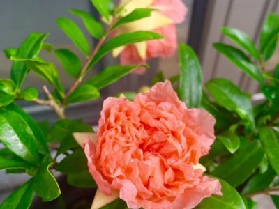 市場上最便宜的花石榴在哪里？