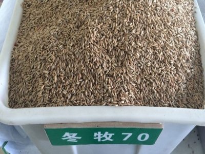 冬牧70黑麥草種子圖片