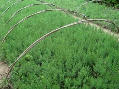 圓柏的栽植方法