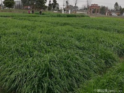 多年生黑麥草播種土地怎么整理