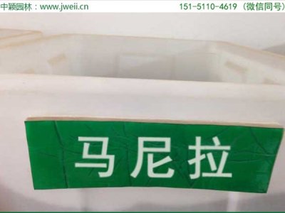 馬尼拉和黑麥草的區別