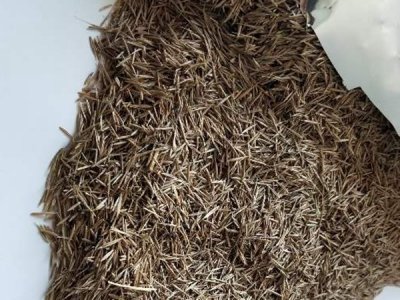 鼠茅草種子多少錢一斤？