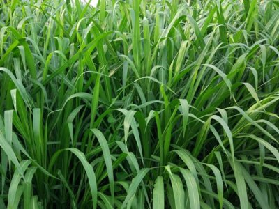 怎樣種植皇竹草產量才高？