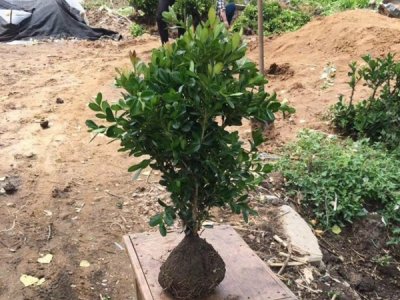 瓜子黃楊種子怎么種植最合適？