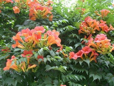 哪有凌霄花種子出售？