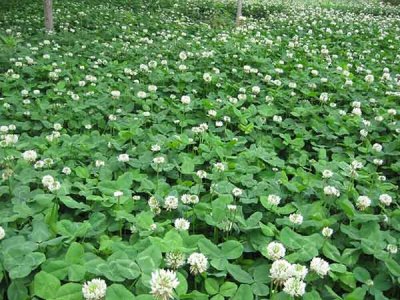 白三葉播種時間什么時候最好，種植發芽率最高