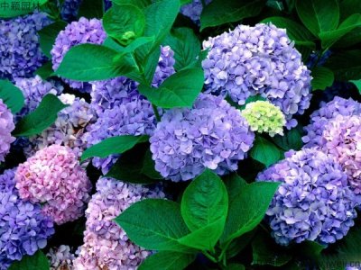 繡球花種子多少錢一斤能買到？