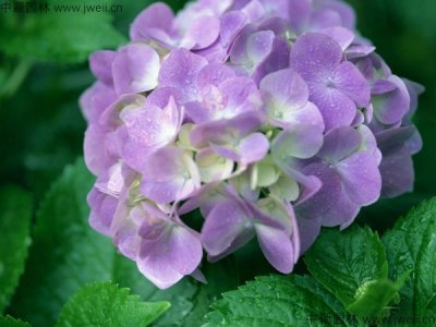如何繁殖與栽培繡球花？