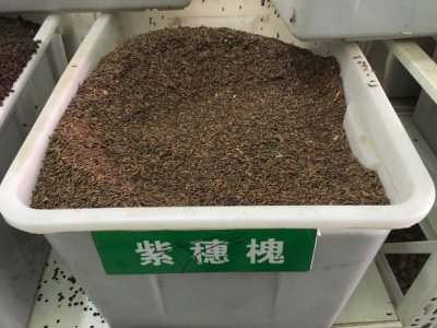 紫穗槐什么時候栽植比較好？