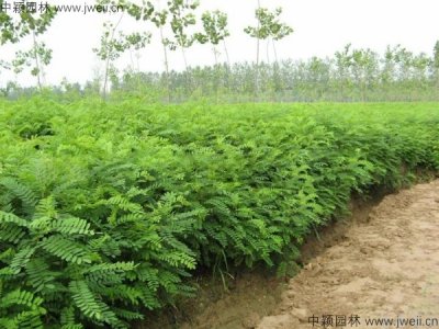 市場上最便宜的紫穗槐在哪里？