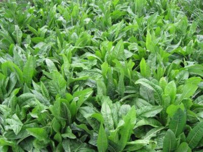 菊苣種子幾月播種最好？