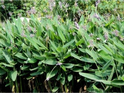 再力花什么時候栽植比較好？