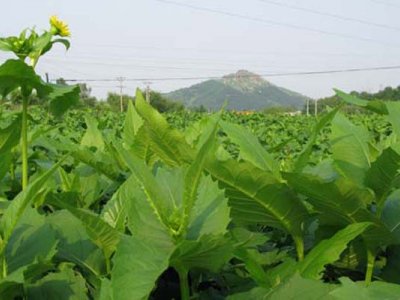 串葉松香草都有哪些妙處？