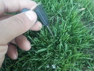 福建哪里有賣地毯草種子的？