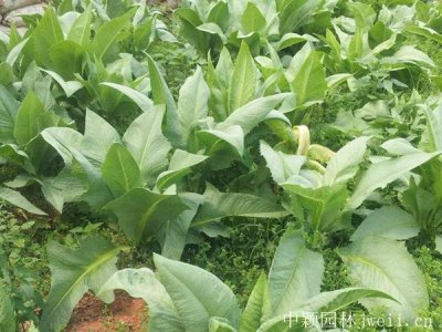 四川可以種植苦荬菜嗎？