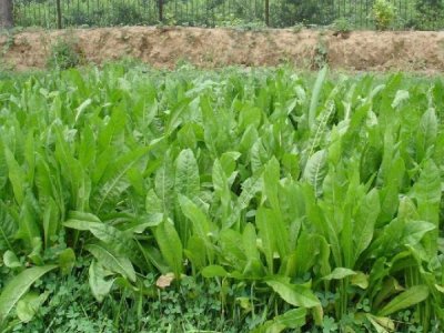 進口菊苣適合喂養哪些動物？