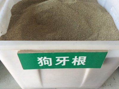 狗牙根混合種植足球場草坪好嗎？