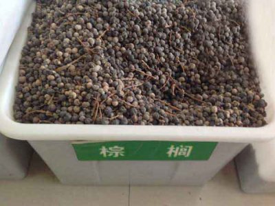 棕櫚種子多少錢一斤？
