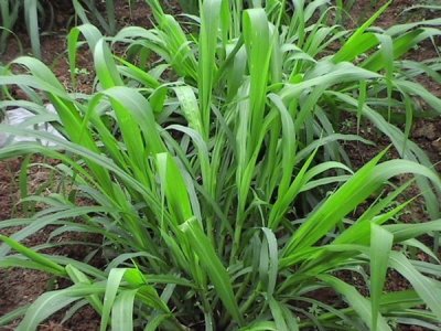 甜象草有毛嗎