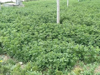 苜蓿草好種嗎？