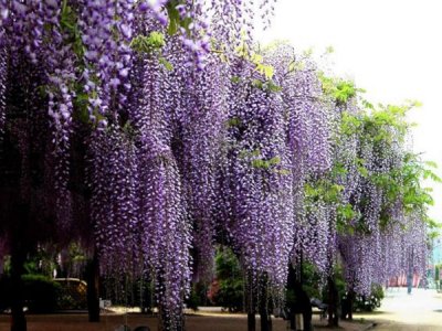 紫藤夏季開花嗎？