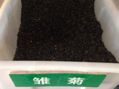 雛菊一平方需要播種多少克草籽？