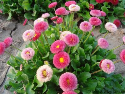 雛菊花語
