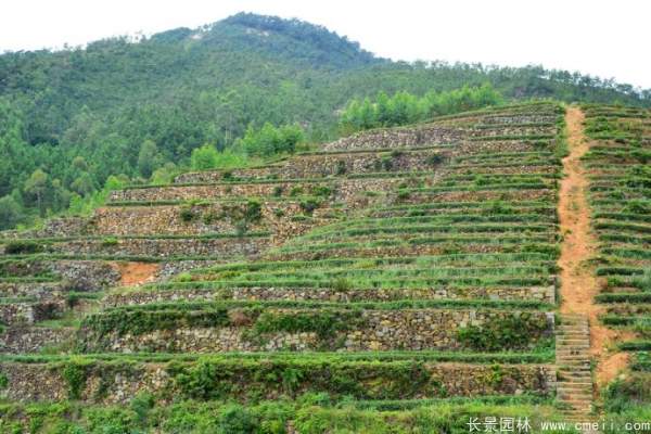 山體邊坡植草護坡綠化圖片