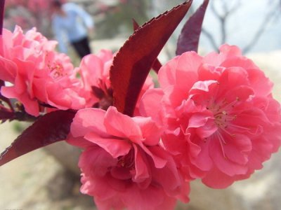 夏天能播種桃子嗎？
