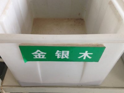金銀木種子播種時間幾月最佳？