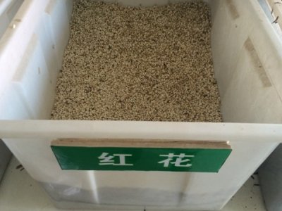 紅花可以夏播嗎？